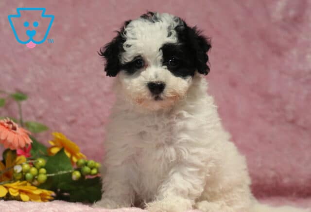Curly-coated black and white Havapoo puppy sitting on a soft pink blanket beside bright flowers, showing off a fluffy coat and an alert, lovable expression. image