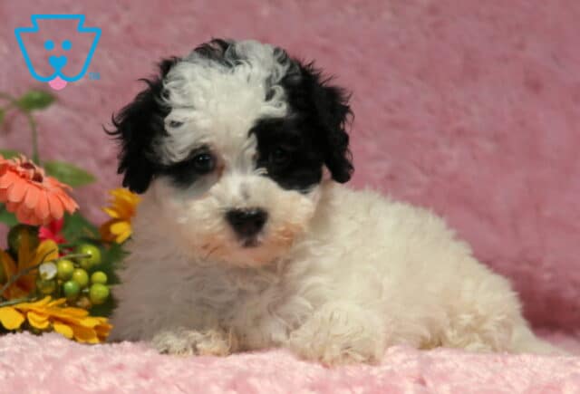 Adorable black and white Havapoo puppy resting on a plush pink blanket beside colorful flowers, featuring a fluffy curly coat and a calm, inquisitive expression. image