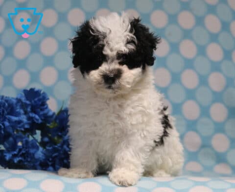 Fluffy black and white Havapoo puppy posing on a blue polka-dot blanket beside vibrant blue flowers, showcasing a soft curly coat and a sweet, attentive face.