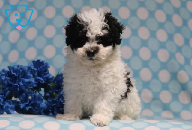 Fluffy black and white Havapoo puppy posing on a blue polka-dot blanket beside vibrant blue flowers, showcasing a soft curly coat and a sweet, attentive face. image