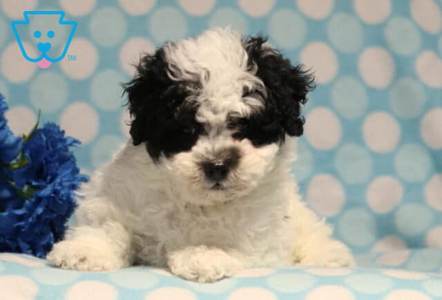 Curious black and white Havapoo puppy lying on a blue polka-dot blanket beside bright blue flowers, featuring a fluffy curly coat and a gentle, inquisitive look. image