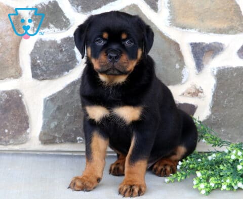 Stocky Rottweiler puppy sitting proudly on a patio, featuring classic black-and-rust markings with a rustic stone wall and flowering greenery in the background.