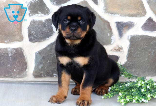 Stocky Rottweiler puppy sitting proudly on a patio, featuring classic black-and-rust markings with a rustic stone wall and flowering greenery in the background. image