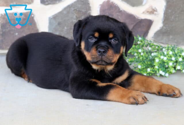 Adorable Rottweiler puppy lying on a concrete patio, showing off a sleek black-and-tan coat while posing in front of a stone wall and white flowering greenery. image
