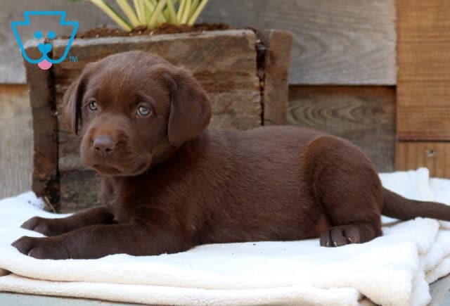 Chocolate Labrador Retriever puppy relaxing on a soft white blanket with a sleek cocoa coat, gentle eyes, and a peaceful expression beside a rustic wooden planter. image