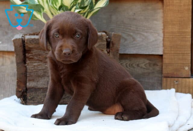 Chocolate Labrador Retriever puppy sitting on a plush white blanket near a rustic wooden planter, showing off a rich chocolate coat, soulful eyes, and a sweet, attentive expression. image