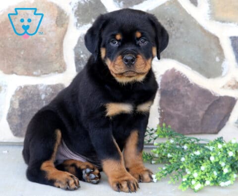 Beautiful Rottweiler puppy with a broad face and classic black-and-tan markings sitting attentively beside white blossoms, framed by a rustic stone wall in the background.