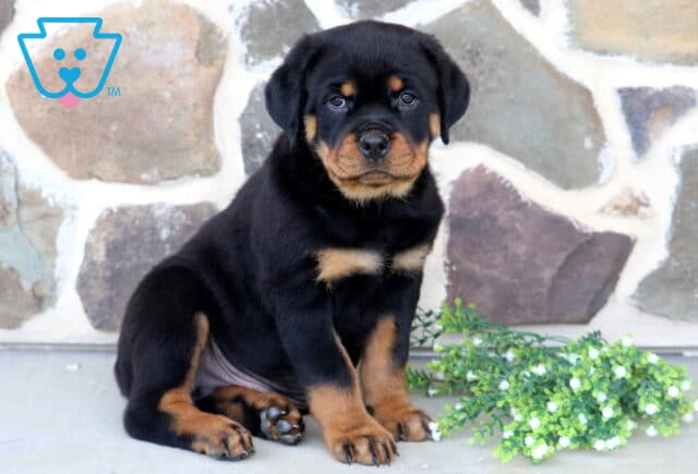 Beautiful Rottweiler puppy with a broad face and classic black-and-tan markings sitting attentively beside white blossoms, framed by a rustic stone wall in the background. image