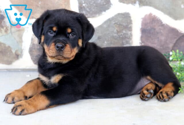 Handsome Rottweiler puppy lounging on a patio with paws stretched forward, featuring a glossy black coat, rich rust accents, and a charming stone wall backdrop with greenery. image