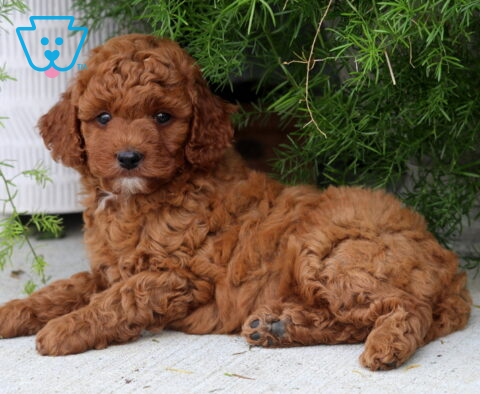 Dixie Toy Goldendoodle