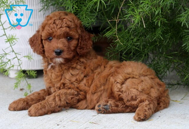 Dixie Toy Goldendoodle image