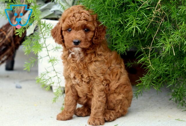 Dixie Toy Goldendoodle2 image