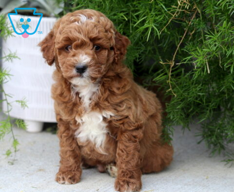 Dodger Toy Goldendoodle