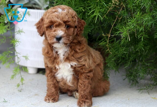Dodger Toy Goldendoodle image