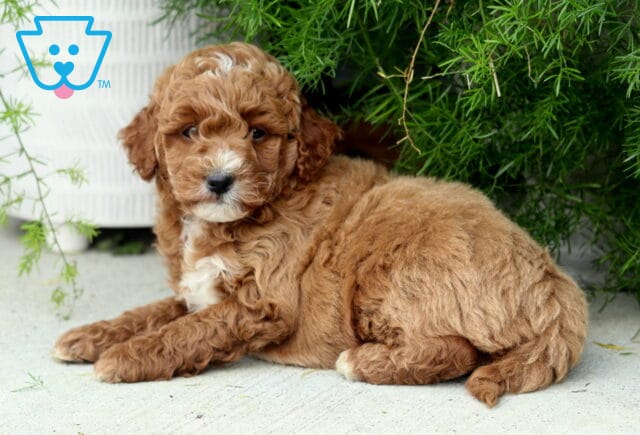 Dodger Toy Goldendoodle2 image