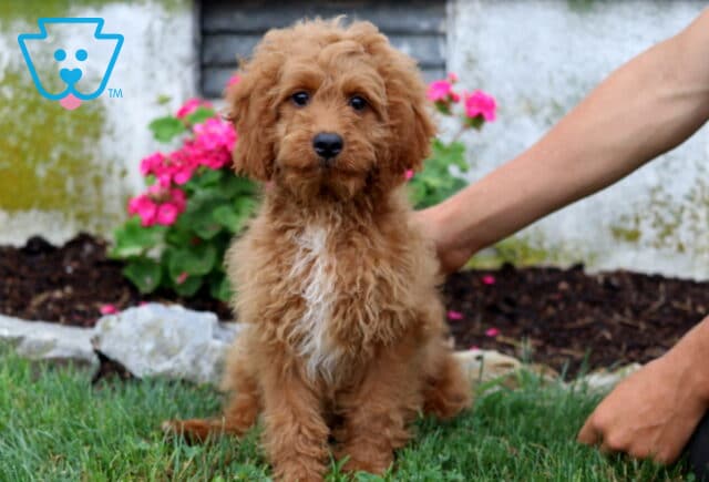 Fluffy Cavapoo puppy with a rich apricot coat and bright white chest sitting on fresh green grass, looking curiously toward the camera with colorful garden flowers in the background. image