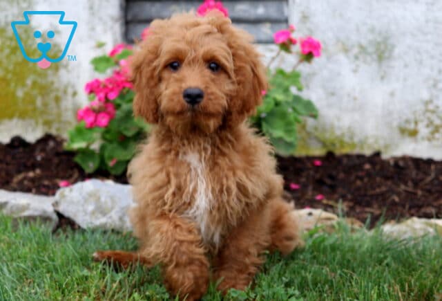 Charming Cavapoo puppy with a fluffy reddish-apricot coat and a white chest blaze sitting on the grass, gazing attentively at the camera with bright pink flowers adding a colorful garden backdrop. image