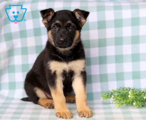 Domino German Shepherd