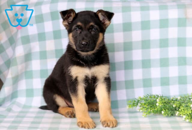 Domino German Shepherd image