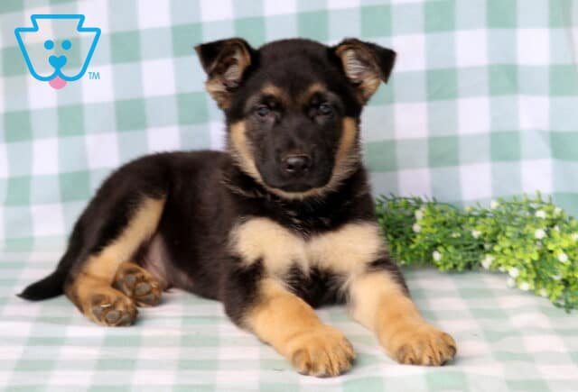 Domino German Shepherd2 image