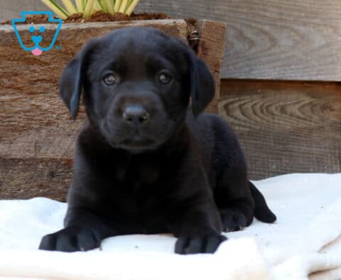 Domino Lab