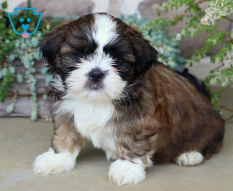 Fluffy sable and white Shih Tzu puppy sitting calmly among lush greenery, showing off its soft coat and sweet expression.