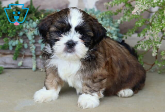 Fluffy sable and white Shih Tzu puppy sitting calmly among lush greenery, showing off its soft coat and sweet expression. image