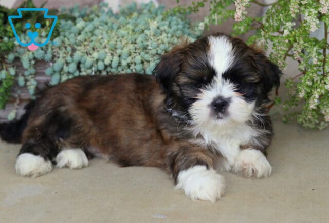 Adorable sable and white Shih Tzu puppy lounging peacefully beneath cascading greenery with fluffy white paws stretched forward. image