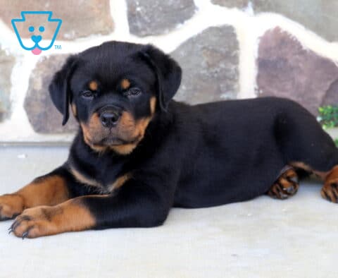 Sleepy-eyed Rottweiler puppy stretched out on a concrete patio, showcasing classic black-and-tan markings with a stone wall and greenery creating a charming outdoor setting.