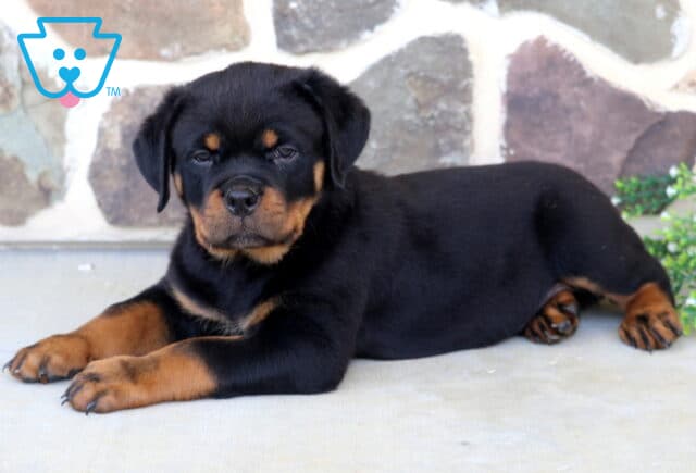 Sleepy-eyed Rottweiler puppy stretched out on a concrete patio, showcasing classic black-and-tan markings with a stone wall and greenery creating a charming outdoor setting. image