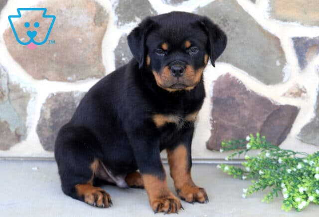 Adorable Rottweiler puppy sitting beside delicate white flowers, featuring a sturdy build, rich black-and-rust coat, and a calm expression against a rustic stone wall backdrop. image