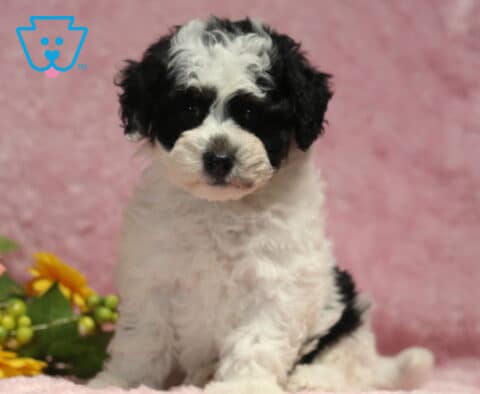 Fluffy black and white Havapoo puppy sitting proudly on a pink backdrop beside cheerful flowers, featuring a soft curly coat and an attentive, gentle gaze.