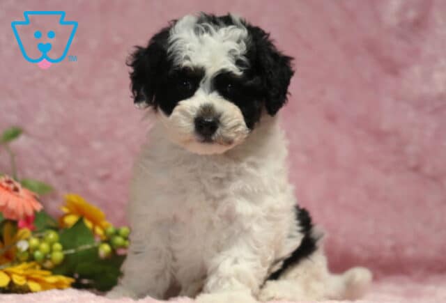 Fluffy black and white Havapoo puppy sitting proudly on a pink backdrop beside cheerful flowers, featuring a soft curly coat and an attentive, gentle gaze. image
