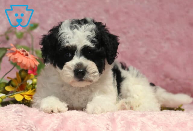 Sweet black and white Havapoo puppy lounging on a plush pink blanket with colorful floral accents, highlighting a fluffy curly coat and soulful expression. image
