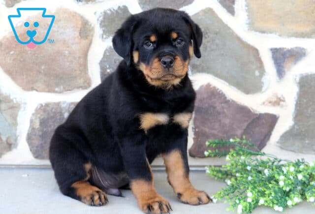 Sweet Rottweiler puppy with rich black-and-tan coloring sitting beside white blossoms, posing attentively against a decorative stone wall backdrop. image