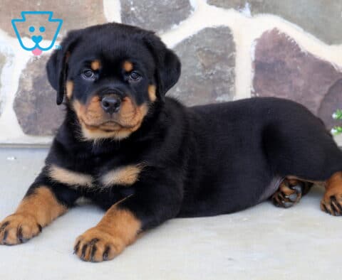 Chunky Rottweiler puppy relaxing on a patio, displaying a shiny black coat with rich rust markings while resting comfortably in front of a natural stone wall.
