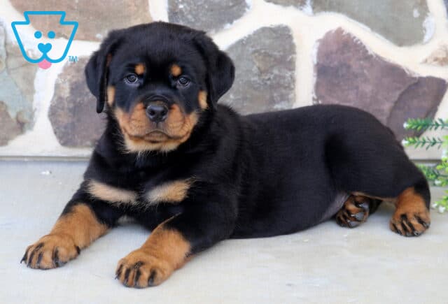 Chunky Rottweiler puppy relaxing on a patio, displaying a shiny black coat with rich rust markings while resting comfortably in front of a natural stone wall. image