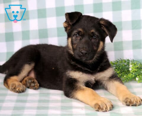 Duke German Shepherd