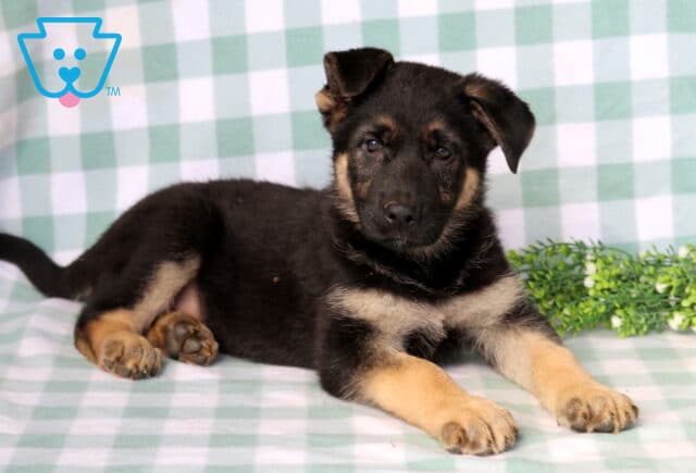 Duke German Shepherd image