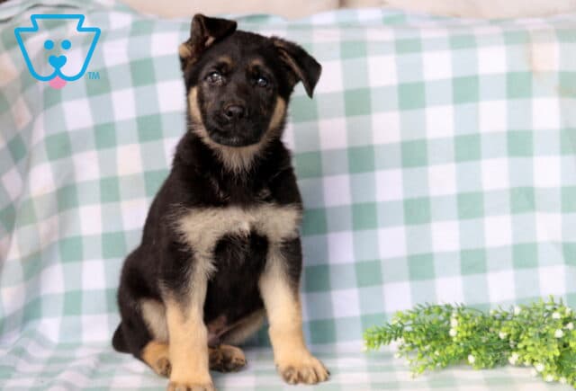 Duke German Shepherd2 image