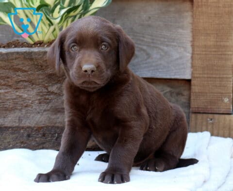 Duke Lab2