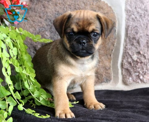 Charming brown Jug puppy with a dark facial mask sitting beside trailing green vines, showing off its soulful eyes and sturdy little build against a stone wall backdrop.