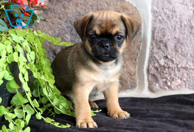 Charming brown Jug puppy with a dark facial mask sitting beside trailing green vines, showing off its soulful eyes and sturdy little build against a stone wall backdrop. image