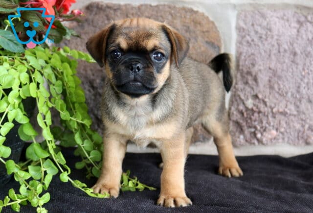 Alert brown Jug puppy with a black muzzle and curled tail standing confidently beside cascading greenery, highlighting its bright eyes and sturdy, compact frame. image