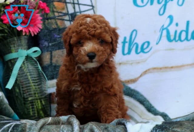 Flash Mini Poodle image