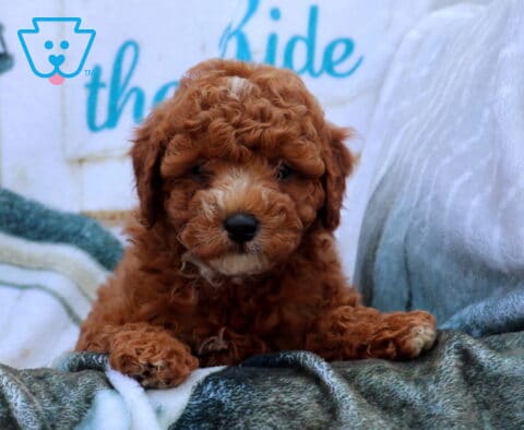 Flash Mini Poodle2