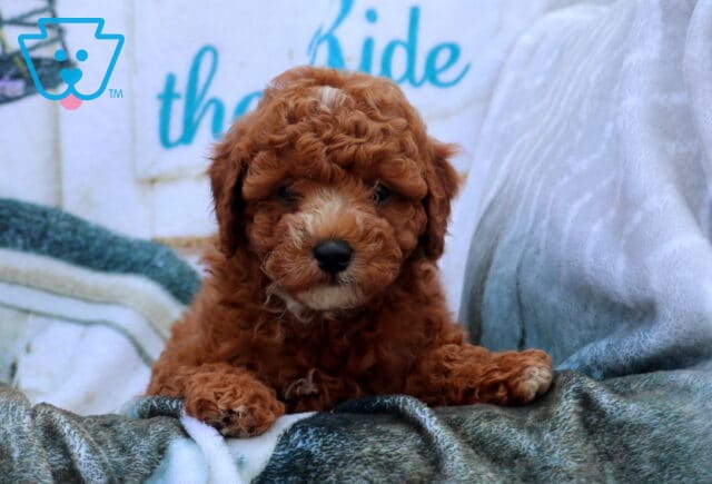 Flash Mini Poodle2 image
