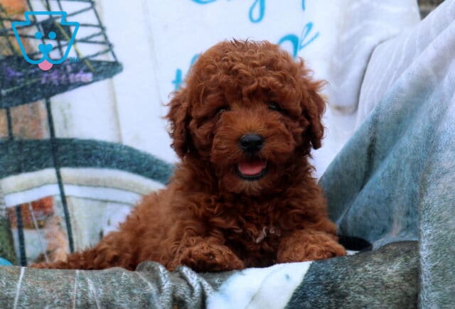 Flipper Mini Poodle image