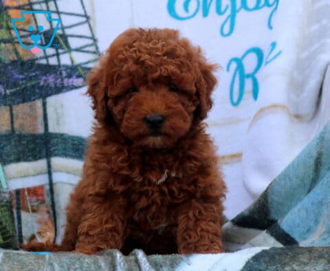 Flipper Mini Poodle2