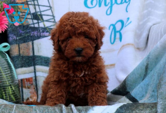 Flipper Mini Poodle2 image